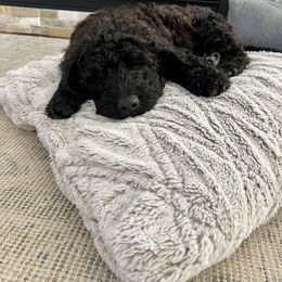 Double Doodle Puppies from Dog Paw Doodles