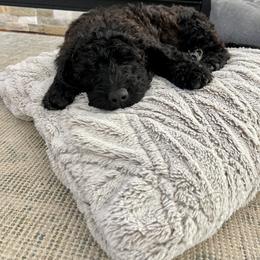 Double Doodle Puppies from Dog Paw Doodles