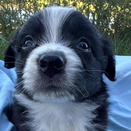 Scrappy - Black tri-color male Australian Shepherd puppy in Kimbolton, Ohio from Wagon Wheel Aussies