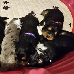 Aussiedoodle Puppies from Parrish Precious Ones