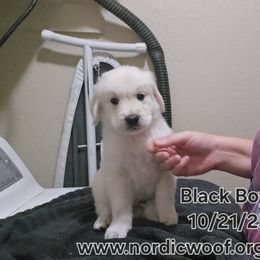 Black Boy - Light golden male Golden Retriever puppy in Peoria, Arizona from Nordic Woof's Golden Retrievers