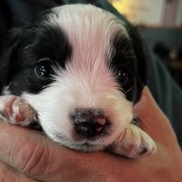 Gin - Black tri Miniature American Shepherd puppy in Phoenix, Arizona from Outlaw Minis