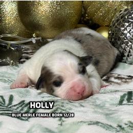 Holly - Blue merle female Australian Shepherd puppy in Bethany, Connecticut from Wynter Thyme Manor Australian shepherds
