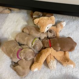 Golden Retriever Puppies from Graciegold Retrievers