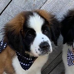 Saint Bernards from Heather's Noble Saints