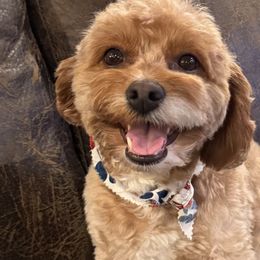 Belle - Cavapoo
