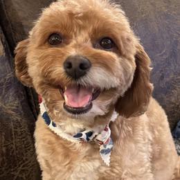 Belle - Cavapoo