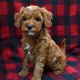 Glory - Red  female Goldendoodle puppy in Jasper, Indiana from Hilltop Pups LLC