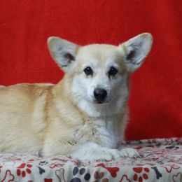 Secret - Pembroke Welsh Corgi