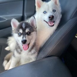 Pomsky Puppies from Ocean State Pomskies
