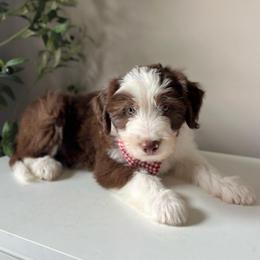 Macaroni - White and red male Bordoodle puppy in Valley Center, California from Circle R Valley Bordoodls