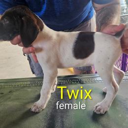 German Shorthaired Pointer Puppies from Wood Farmstead