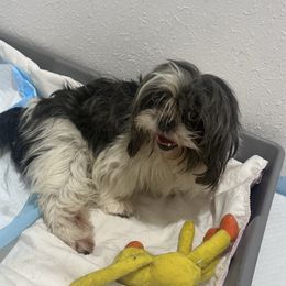 Deisy - Shih Tzu