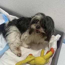 Deisy - Shih Tzu
