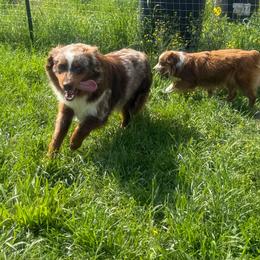 Major - Miniature Australian Shepherd