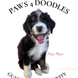RVA Gaurdian Hm - Tri-color female Bernedoodle puppy in Henrico, Virginia from Paws 4 Doodles, LLC