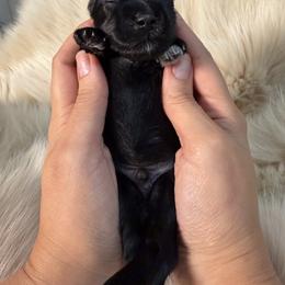 Miniature Schnauzer Puppies from Birkin’s Miniature Schnauzers