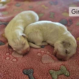 Girl 1 - White female Great Pyrenees puppy in Yucaipa, California from Rusty Horse Ranch Great Pyrenees