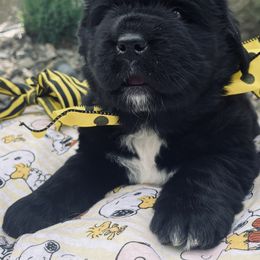 Newfoundland Puppies from CBN