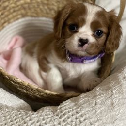 Girl 2 - Blenheim Cavalier King Charles Spaniel puppy in Texarkana, Arkansas from Miller's Cavaliers