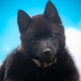 Schipperkes from Expedition Schipperkes