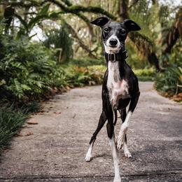 Italian Greyhound All Grown Up from Quality Italian Greyhounds