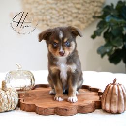 Mars - Red tri male Toy Australian Shepherd puppy in Charlestown, Indiana from Hydden Aussies