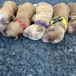 Lt Pink - Red  female Goldendoodle puppy in Taneytown, Maryland from Curlydoodles