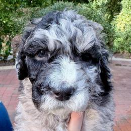 Smokey - Merle male Goldendoodle puppy in Wake Forest, North Carolina from Wake Forest Darling Doodles