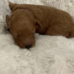Nutmeg - Red  female Poodle puppy in Wilmington, Delaware from Imperial Poodles LLC