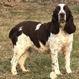 Lacey - English Springer Spaniel