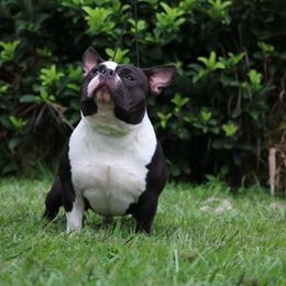 Tidash - American Bully
