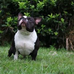 Tidash - American Bully