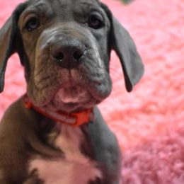 Red Collar Blue Female - Great Dane puppy from Texas Blue Danes