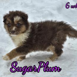 SugarPlum - Red merle female Australian Shepherd puppy in Albion, Michigan from Northern Lights Aussies (NL Aussies)