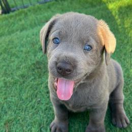 Grey collar - Silver male Dilute Retriever puppy in Valley Center, California from Stunning Silver Bullets Labradors