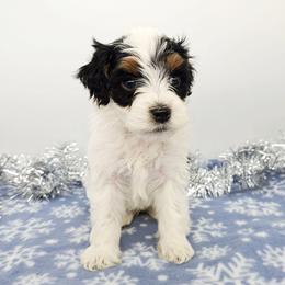 Sage - Black and white male Bernedoodle puppy in Granton, Wisconsin from Rose River Farms