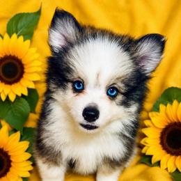 Andromeda - Tri-color female Pomsky puppy in Rhome, Texas from TyeDye Kennels