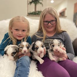 Assorted Doodle Crosses, Australian Shepherds, and Double Doodles from Dry Canyon Pups