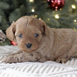 Cheer - Apricot female Cavapoo puppy in Lewisburg, Pennsylvania from Cinda's Cavapoos
