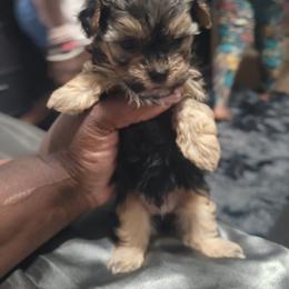 Boy1 - Black and tan male Yorkshire Terrier puppy in Houston, Texas from Little things