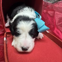 Bernedoodle, Poodle, and Sheepadoodle Puppies from TLC by the Lake Standard Poodle and Doodles