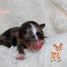 Girl 3 - Blue merle female Aussiedoodle puppy in Foxworth, Mississippi from Ten Mile Aussies