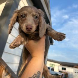 Fawn girl - Fawn (isabella) and cream female Dachshund puppy in Runge, Texas from Broken Diamond J Farms
