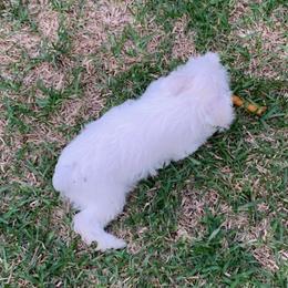 Miniature Schnauzers from Kim's Miniature Schnauzers