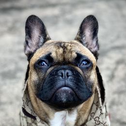 French Bulldogs from Kickz Frenchies