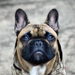 French Bulldogs from Kickz Frenchies