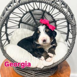 Georgia - Tri-color female Bernedoodle puppy in West Haven, Utah from Split Mountain Doodles