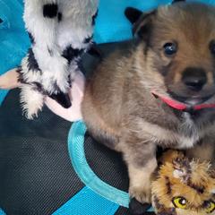 Swedish Vallhund Puppies from Windstorm dogs