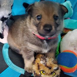 Swedish Vallhund Puppies from Windstorm dogs